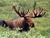 A moose_tiny